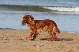 KING CHARLES SPANIEL 095